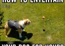 How To Entertain Your Dog For Hours