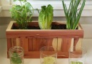 How To Grow Vegetables From Kitchen ScrapsINSTRUCTIONS