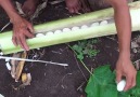 How to make eggs in the