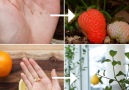 How To Regrow Fruit From Your Kitchen INSTRUCTIONS