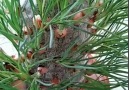How to take care of your home garden and multiply your plantsMusic Lean-On-In