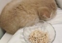 How to wake up a cat.(By )
