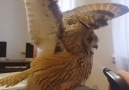 How to wash an owl