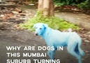 HTMumbai - Why are these dogs turning blue