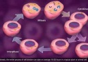 Hücre Döngüsü ve Mitoz bölünme animasyonu