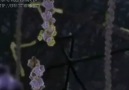Hücrelerin dilinden "HÜCRE YAPISI" animasyon filmi