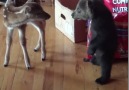 HuffPost Australia - Bear Cub Meets Deer Facebook