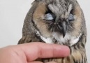 Hufftons - How are owls so adorable Just look at...