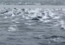 Huge pod of dolphins spotted off Laguna... - Nature&Rich Palette