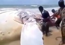 Huge whale