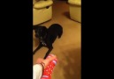 hüloooğğğ ve köpekli video