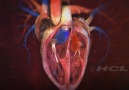 Human heart internal structure.