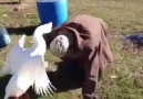 Human vs goose