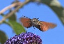 Hummingbird or hawk-moth (via bioGraphic and Spine Films)