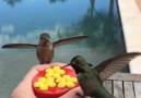 Hummingbirds