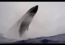 Humpback Whale Breaches Metres From Divers