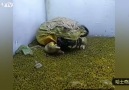 Hungry frog