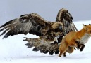 Hunting Golden eagle Vs Fox