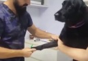 Hurriyet.com.tr - Kan aldıran köpeğin sakinliği beğeni topladı Facebook