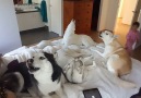 Huskies Howl in Bed