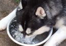 Husky Blowing Bubbles In Her Water