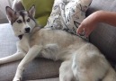 Husky demands belly rubs in funniest way possible