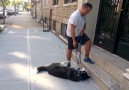 Husky does not want to return home after a walk in the park