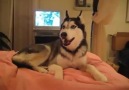 Husky dog talking 'I Love You'