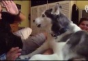 Husky Hates Violence