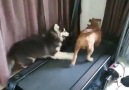 Husky 101 - Husky and Pitbull on treadmill Facebook