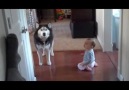 Husky Imitates Baby - Adorable
