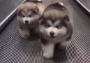 HuskyLndia - Cute