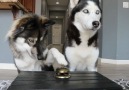 Huskymag - Ring the Bell Get the Treat! Dog IQ level 99999 Facebook
