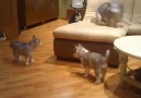 Husky mama entertains her tiny babies!