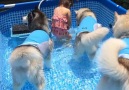 Husky pool party