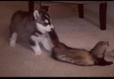 Husky Pup And Ferret Are Best Friends