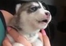 Husky Puppy Attempts His First Howl