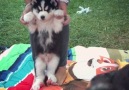 Husky Puppy Learns To Walk