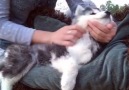 Husky Puppy Massage