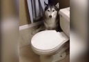 Husky's Bath Time Tantrum