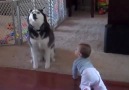 Husky sings with baby