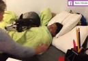 Husky won't let his human out of the bed