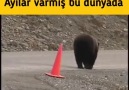 Huysuz İhtiyar - Ne medeni ne görgülü ayılar var dünyada Facebook