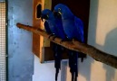 Hyacinth macaw for sale Birds Farm call or text (541) 625-0336