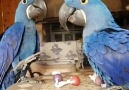 Hyacinth Macaw Parrots9 months old Gorgeous Super Tame friendly and Talking