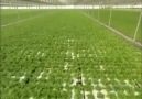 Hydroponic Lettuce