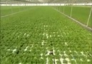 Hydroponic Lettuce