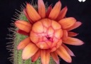 Hypnotic blooming of cactus flowers by EchinopsisFreak (goo.gl6jYEFh)