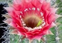Hypnotic blooming of cactus flowers...Cactus Garden