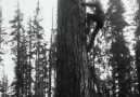 I And Tree - America&Champion Lumberjack (1929)Credit ...